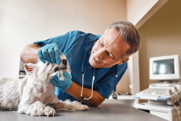 Best Emergency Care for Gum Disease in Waukon, IA